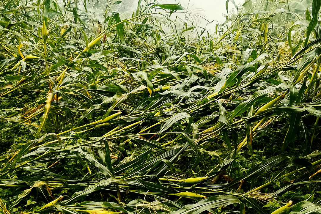 बर्षासंगैको हावाहुरीले बैतडीमा मकैबाली नष्ट 